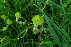 Ceropegia hirsuta